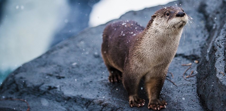 Montreal Ecomuseum Zoo